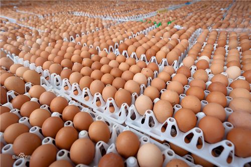 金健力蛋制品厂的主要许可经营项目:蛋粉,蛋液,冰蛋加工;销售副食品